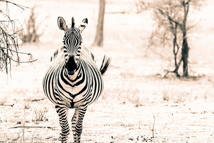 Picture of ZEBRA I