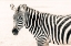 Picture of ZEBRA II