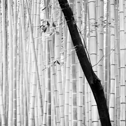 Picture of BAMBOO FOREST