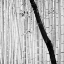 Picture of BAMBOO FOREST