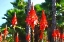 Picture of SUCCULENTS WITH PALM TREES