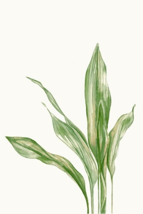 Picture of ASPIDISTRA VARIEGATA II