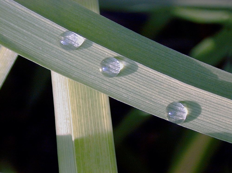 Picture of LEAF DESIGN