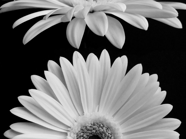 Picture of DAISIES