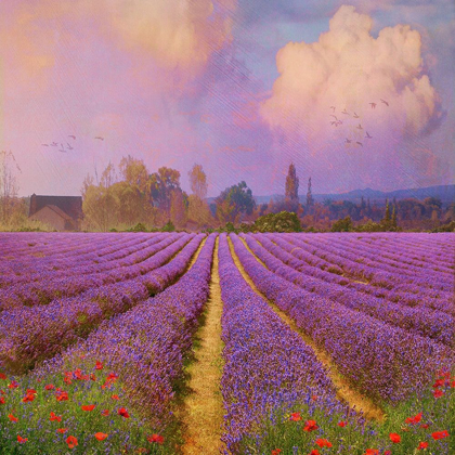 Picture of LAVENDER FIELDS I