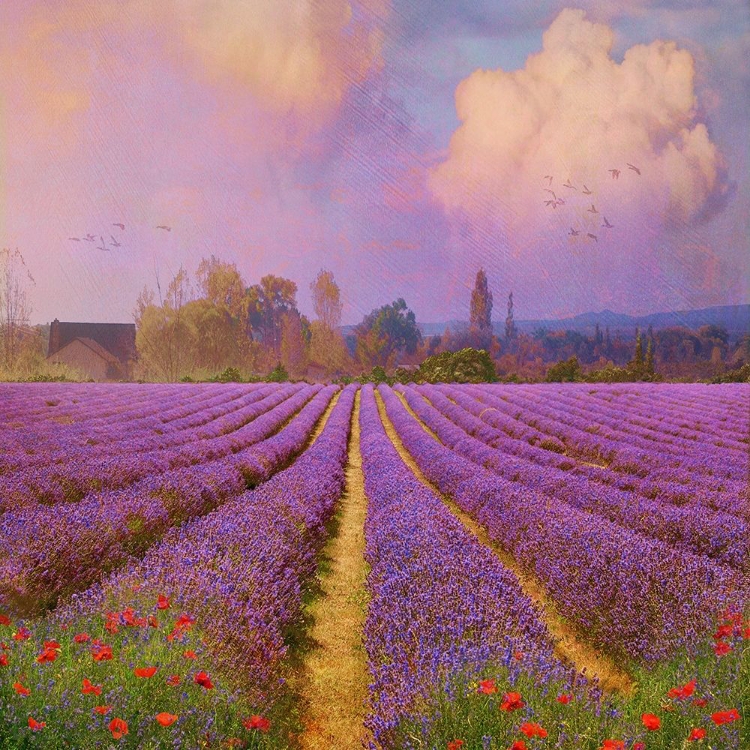 Picture of LAVENDER FIELDS I