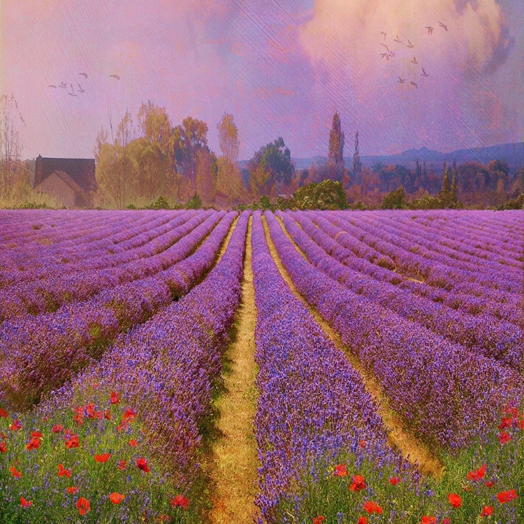 Picture of LAVENDER FIELDS II