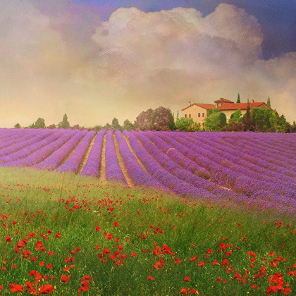 Picture of LAVENDER FIELDS IV
