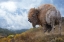 Picture of GOLDEN BISON 