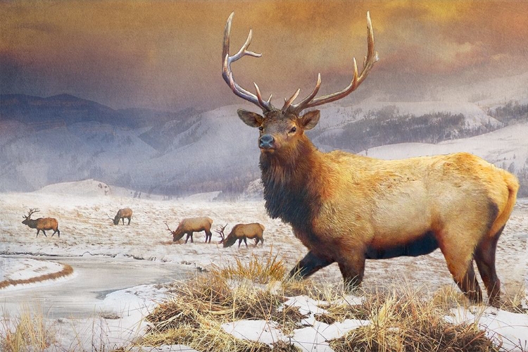 Picture of JACKSON REFUGE ELK