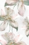 Picture of SILK BLUSH II