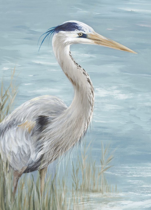 Picture of GREAT BLUE HERON GAZE