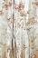 Picture of BIRCH WOOD II 