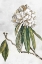 Picture of PEARLY BEAUTY II