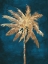 Picture of GOLDEN NIGHT PALM 