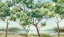 Picture of SUMMER GREEN FOREST I 