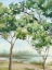 Picture of SUMMER GREEN FOREST III