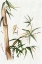 Picture of GREEN BAMBOO I