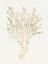 Picture of GILDED ALGAE I