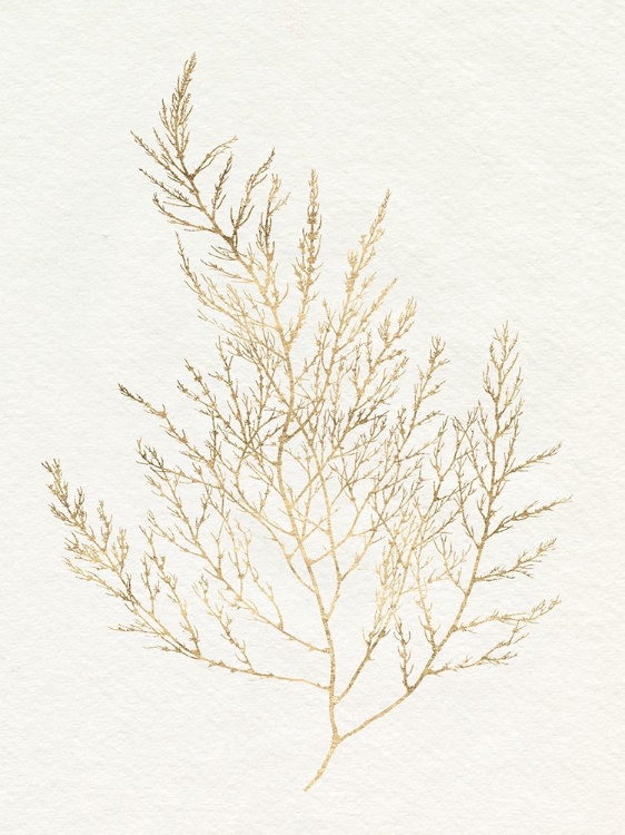 Picture of GILDED ALGAE II