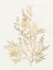 Picture of GILDED ALGAE VIII