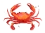 Picture of CRAB CAMEO I