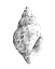 Picture of QUIET CONCH II