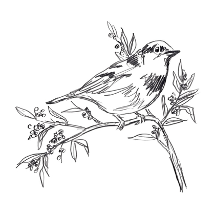 Picture of SIMPLE SONGBIRD SKETCHES I