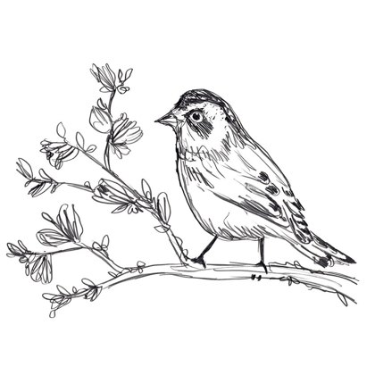 Picture of SIMPLE SONGBIRD SKETCHES II