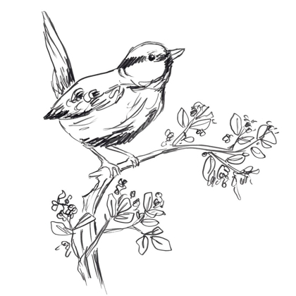 Picture of SIMPLE SONGBIRD SKETCHES IV