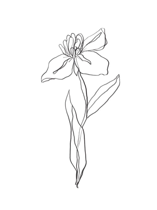Picture of SIMPLE DAFFODIL II