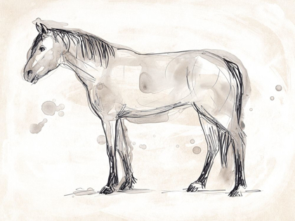 Picture of VINTAGE EQUINE SKETCH I