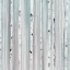 Picture of SOFT BLUE BIRCHES I