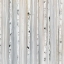 Picture of SOFT BLUE BIRCHES II