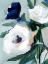 Picture of ETERNAL SPRING I