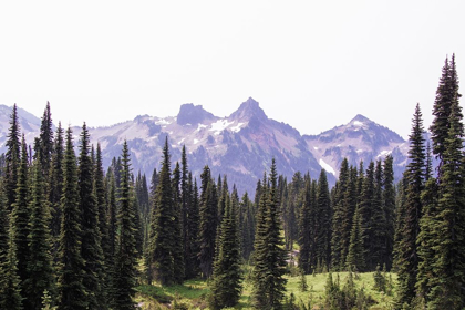 Picture of ALPINE FOREST MOUNTAIN ADVENTURE