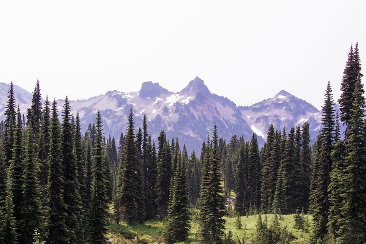 Picture of ALPINE FOREST MOUNTAIN ADVENTURE