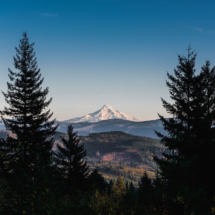 Picture of MOUNTAIN THROUGH THE FOREST