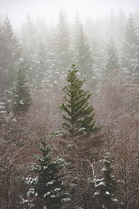 Picture of FOREST FOG WINTER SNOW