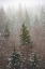 Picture of FOREST FOG WINTER SNOW