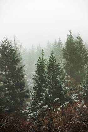 Picture of FOREST FOG WINTER SNOW II