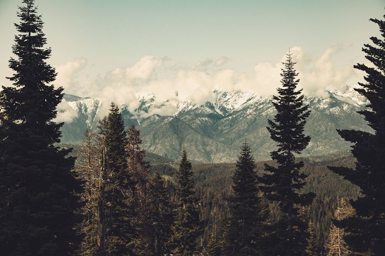 Picture of SNOW CAPPED MOUNTAIN FOREST