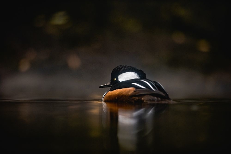 Picture of PACIFIC NORTHWEST DUCK LAKE REFLECTION