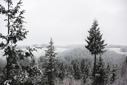 Picture of WINTER IN THE PACIFIC NORTHWEST FOREST