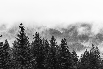 Picture of CLOUDS IN THE FOREST BLACK AND WHITE