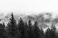Picture of CLOUDS IN THE FOREST BLACK AND WHITE