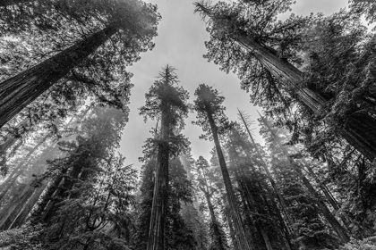 Picture of SEQUOIA TREE FOREST SKY BLACK AND WHITE