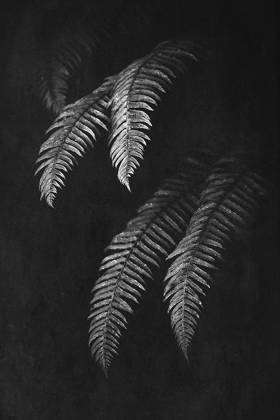 Picture of BLACK AND WHITE FOREST FERNS II
