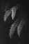 Picture of BLACK AND WHITE FOREST FERNS II