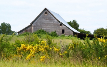 Picture of SUMMER BARN 